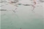 南方都市報(bào)：海豚近距離現(xiàn)身深圳鹽田港海域嬉戲